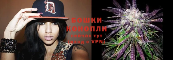 прущие грибы Новозыбков