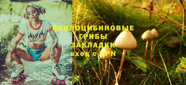 прущие грибы Новозыбков