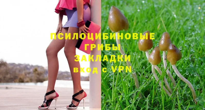 Галлюциногенные грибы Psilocybe  Шагонар 